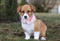 Avery, a female Pembroke Welsh Corgi for sale in Dundee, OH – Photo 1 of 8