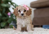 Lilly, a female Cavapoo for sale in Dundee, OH – Photo 5 of 6