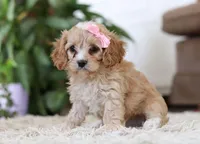 Lilly, a female Cavapoo for sale in Dundee, OH – Photo 4 of 6
