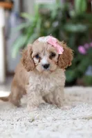 Lilly, a female Cavapoo for sale in Dundee, OH – Photo 6 of 6