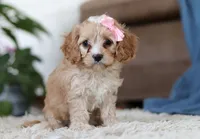 Lilly, a female Cavapoo for sale in Dundee, OH – Photo 2 of 6