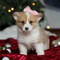 Mistletoe, a female Pembroke Welsh Corgi for sale in Dundee, OH – Photo 7 of 8
