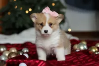 Mistletoe, a female Pembroke Welsh Corgi for sale in Dundee, OH – Photo 7 of 8