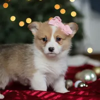 Mistletoe, a female Pembroke Welsh Corgi for sale in Dundee, OH – Photo 3 of 8