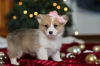 Mistletoe, a female Pembroke Welsh Corgi for sale in Dundee, OH – Photo 3 of 8
