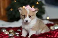 Mistletoe, a female Pembroke Welsh Corgi for sale in Dundee, OH – Photo 6 of 8