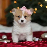 Mistletoe, a female Pembroke Welsh Corgi for sale in Dundee, OH – Photo 2 of 8