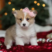 Mistletoe, a female Pembroke Welsh Corgi for sale in Dundee, OH – Photo 4 of 8
