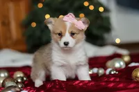 Mistletoe, a female Pembroke Welsh Corgi for sale in Dundee, OH – Photo 4 of 8