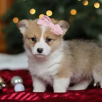 Mistletoe, a female Pembroke Welsh Corgi for sale in Dundee, OH – Photo 1 of 8