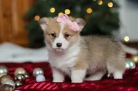 Mistletoe, a female Pembroke Welsh Corgi for sale in Dundee, OH – Photo 1 of 8