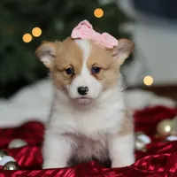 Mistletoe, a female Pembroke Welsh Corgi for sale in Dundee, OH – Photo 8 of 8