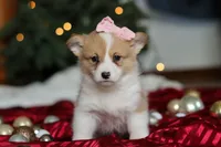 Mistletoe, a female Pembroke Welsh Corgi for sale in Dundee, OH – Photo 8 of 8