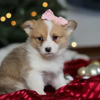 Mistletoe, a female Pembroke Welsh Corgi for sale in Dundee, OH – Photo 5 of 8