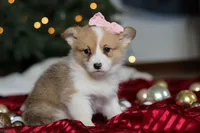 Mistletoe, a female Pembroke Welsh Corgi for sale in Dundee, OH – Photo 5 of 8