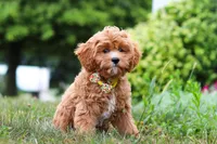 Kobe, a male Cavapoo for sale in Dundee, OH – Photo 8 of 10