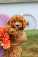 Kobe, a male Cavapoo for sale in Dundee, OH – Photo 2 of 10