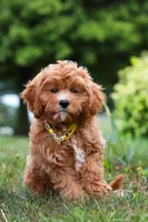 Kobe, a male Cavapoo for sale in Dundee, OH – Photo 5 of 10
