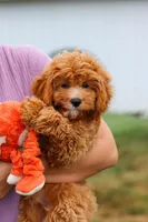 Kobe, a male Cavapoo for sale in Dundee, OH – Photo 9 of 10
