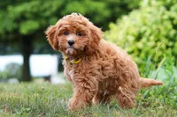 Kobe, a male Cavapoo for sale in Dundee, OH – Photo 4 of 10