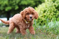 Kobe, a male Cavapoo for sale in Dundee, OH – Photo 10 of 10