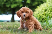 Kobe, a male Cavapoo for sale in Dundee, OH – Photo 6 of 10