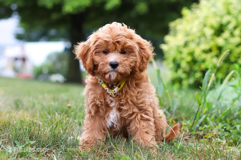 Kobe, a male Cavapoo for sale in Dundee, OH – Photo 1 of 10