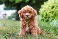 Kobe, a male Cavapoo for sale in Dundee, OH – Photo 1 of 10