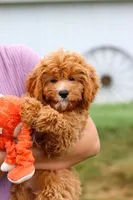 Kobe, a male Cavapoo for sale in Dundee, OH – Photo 7 of 10