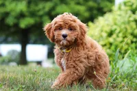Kobe, a male Cavapoo for sale in Dundee, OH – Photo 3 of 10