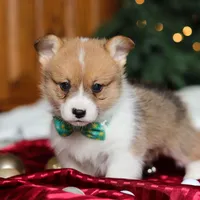 Santa, a male Pembroke Welsh Corgi for sale in Dundee, OH – Photo 5 of 6