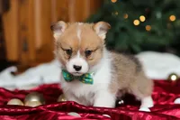 Santa, a male Pembroke Welsh Corgi for sale in Dundee, OH – Photo 5 of 6