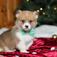 Santa, a male Pembroke Welsh Corgi for sale in Dundee, OH – Photo 2 of 6
