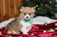 Santa, a male Pembroke Welsh Corgi for sale in Dundee, OH – Photo 2 of 6