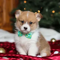 Santa, a male Pembroke Welsh Corgi for sale in Dundee, OH – Photo 4 of 6
