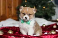 Santa, a male Pembroke Welsh Corgi for sale in Dundee, OH – Photo 4 of 6