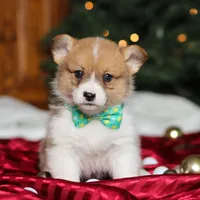Santa, a male Pembroke Welsh Corgi for sale in Dundee, OH – Photo 1 of 6