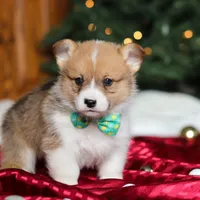 Santa, a male Pembroke Welsh Corgi for sale in Dundee, OH – Photo 6 of 6