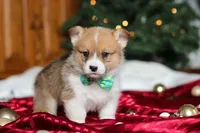 Santa, a male Pembroke Welsh Corgi for sale in Dundee, OH – Photo 6 of 6