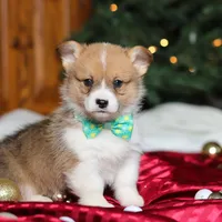 Santa, a male Pembroke Welsh Corgi for sale in Dundee, OH – Photo 3 of 6