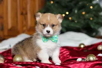 Santa, a male Pembroke Welsh Corgi for sale in Dundee, OH – Photo 3 of 6