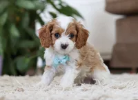 Chase, a male Cavapoo for sale in Dundee, OH – Photo 3 of 5