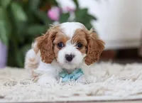 Chase, a male Cavapoo for sale in Dundee, OH – Photo 5 of 5