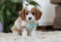 Chase, a male Cavapoo for sale in Dundee, OH – Photo 2 of 5