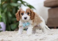 Chase, a male Cavapoo for sale in Dundee, OH – Photo 4 of 5