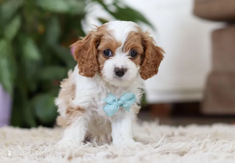 Chase, a male Cavapoo for sale in Dundee, OH – Photo 1 of 5