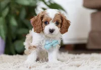 Chase, a male Cavapoo for sale in Dundee, OH – Photo 1 of 5