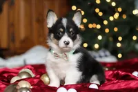 Snowman, a male Pembroke Welsh Corgi for sale in Dundee, OH – Photo 6 of 8
