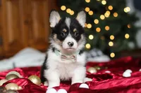 Snowman, a male Pembroke Welsh Corgi for sale in Dundee, OH – Photo 7 of 8