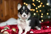 Snowman, a male Pembroke Welsh Corgi for sale in Dundee, OH – Photo 4 of 8